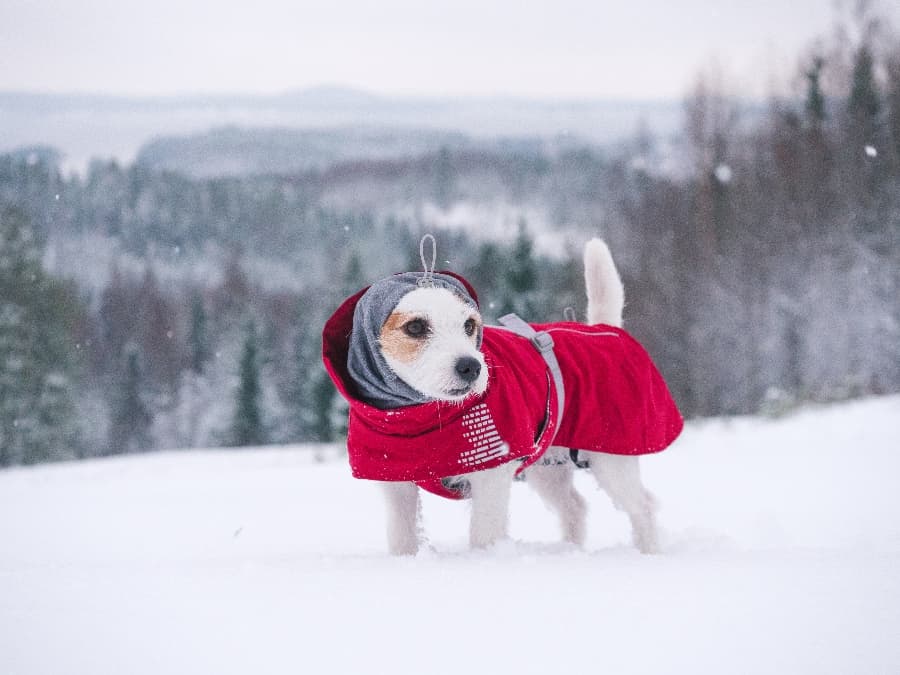 View of How to Treat and Prevent Frostbite on Your Dogs Paws